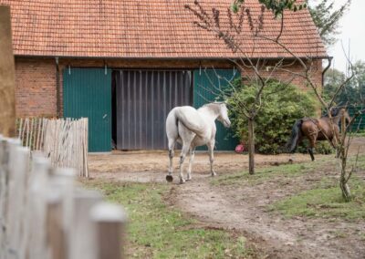 Pferdestall Zentrum für Pferde gestütztes Coaching und Bewusstseinstraining Niedersachsen